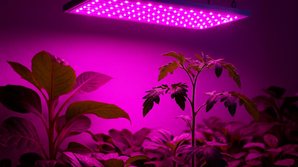 Розовая фитолампа над растениями