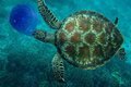 Любопытные факты о морских черепахах Любопытные факты о морских черепахах