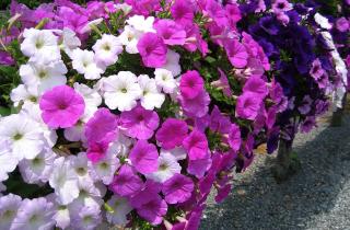 Специалисты зафиксировали необходимость досветки рассады петунии зимой — Антонов сад