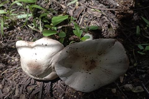 Подтверждена роль грибов в освоении суши — биологи