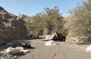 Эль-Фуджайру указали как выгодный курорт по all inclusive — тревел-блогеры