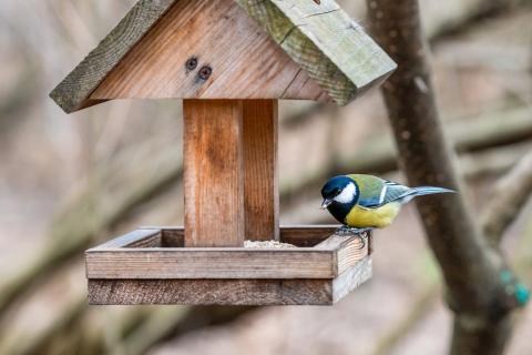 Жизнь спасёт горсть изюма: орнитологи рассказали о простом способе поддержать птиц зимой