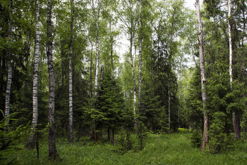 В Волгоградской области на трехнедельный срок продлили запрет на посещение лесов