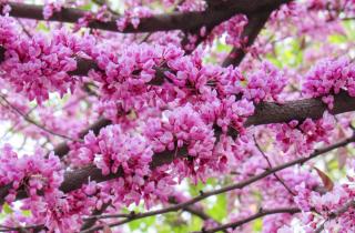 Дерево, похожее на облако: как багрянник канадский превращает сад в розовую мечту