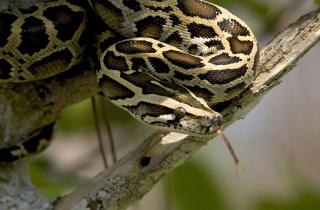 Питон атаковал гида на Борнео — туристические службы