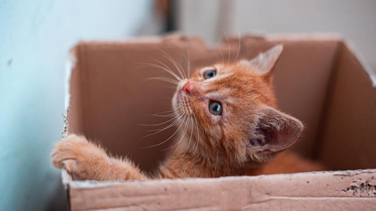 Котенок в коробке Котенок в коробке