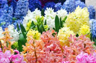 Садоводы выявили оптимальные сроки посадки гиацинтов для зимнего цветения — Антонов сад