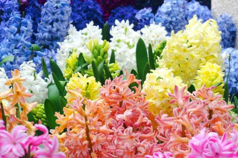 Садоводы выявили оптимальные сроки посадки гиацинтов для зимнего цветения — Антонов сад