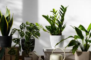 Размер имеет значение: почему выбор горшка зимой решает судьбу комнатных растений
