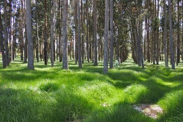 Минприроды ограничило прогулки жителей Саратова в лесных зонах