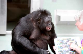 Guardian: Британия завершит исследования на собаках и приматах к 2030 году