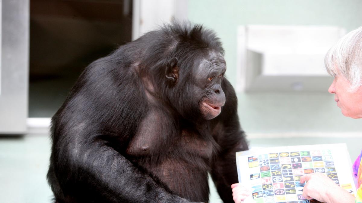 Шимпанзе Канзи