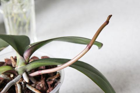 Надоела зимняя хандра в горшке? Перенастроить орхидею на цветение поможет холодильник