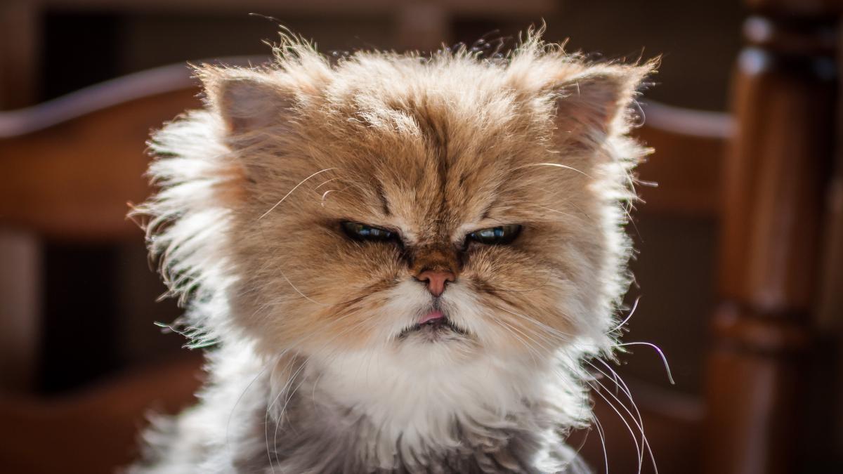 Злой котик