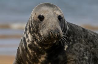 Тюлениха проплыла 130 километров в открытом море — Гетеборгский университет