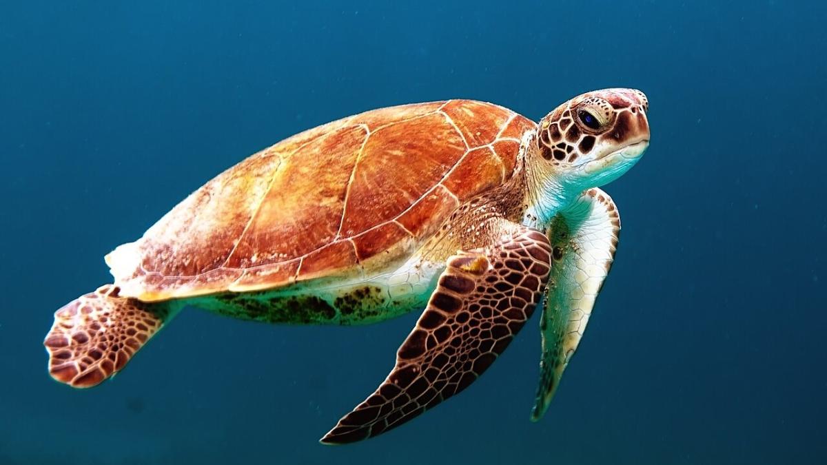 Морская черепаха Морская черепаха