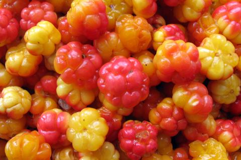 Маска с морошкой и творогом: секрет сияющей кожи от жительниц Севера