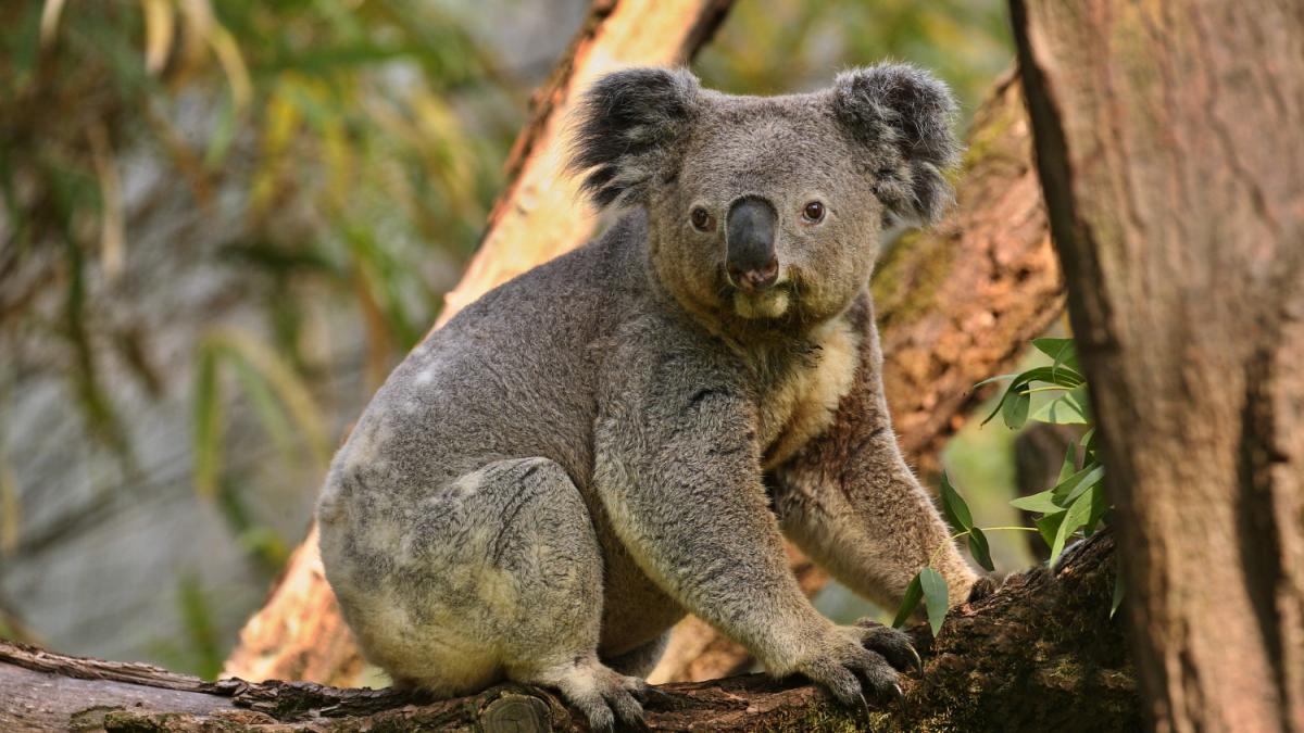 Коала
