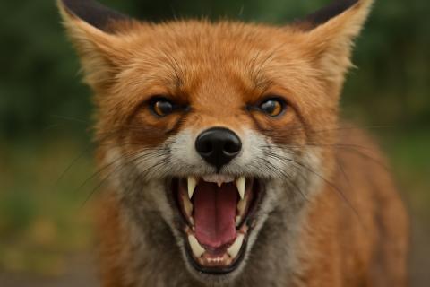 В селе Пеганово зафиксировали эпизоотический очаг бешенства — Управление ветеринарии