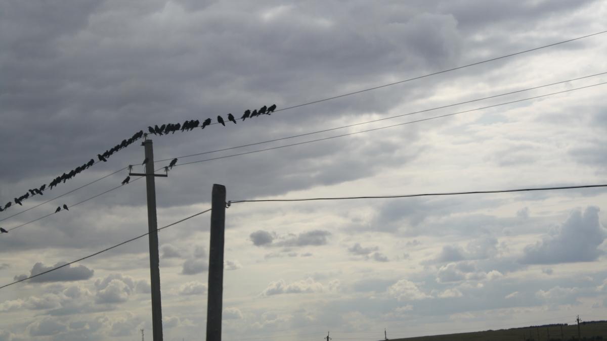 Crows. Samara reg. Russia. Вороны. Самарская обл. Россия - panoramio Crows. Samara reg. Russia. Вороны. Самарская обл. Россия - panoramio