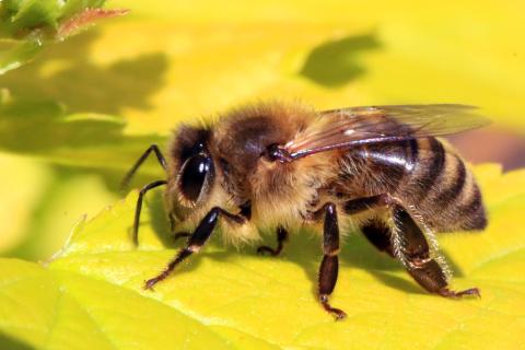 PLOS Biology: у людей и пчёл выявлены общие гены, связанные с социальным поведением