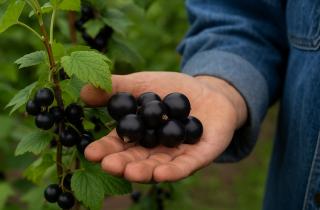 США запретили чёрную смородину как угрозу сосновым лесам — Русская семёрка