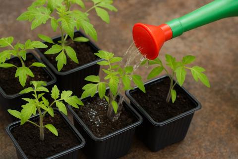 Чернозем не подходит для рассады — садовод Воронова