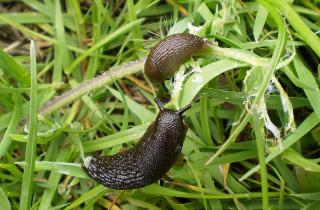 Слизню — бой: как предотвратить набег вредителей на огород с помощью доски