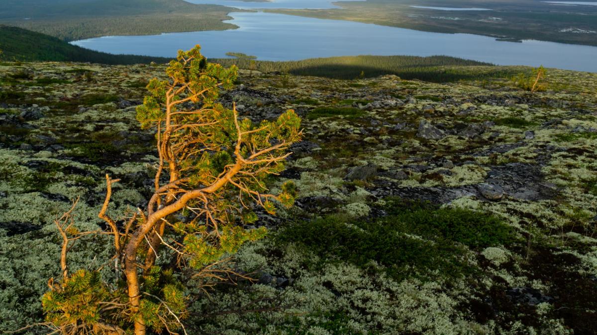 Можжевельник в горах Нявка Тундра русской Лапландии Можжевельник в горах Нявка Тундра русской Лапландии