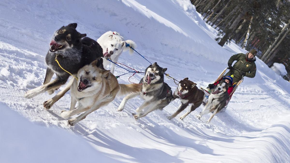 Катание На собачьих упряжках