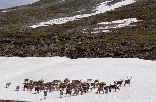 Дикие олени Камчатки завершили осеннюю миграцию