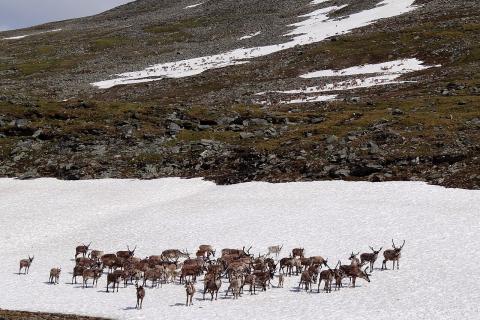 Дикие олени Камчатки завершили осеннюю миграцию