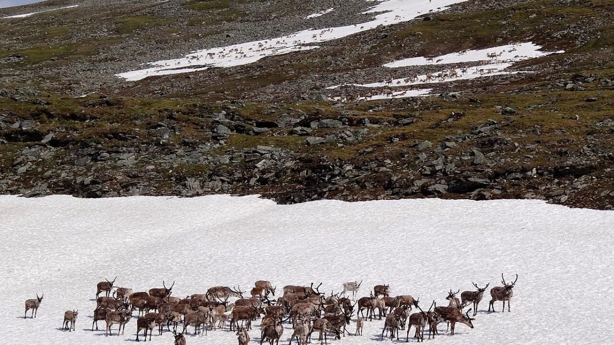 Северный олень на скалах