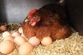 Яйцо или курица? Что появилось раньше Яйцо или курица? Что появилось раньше