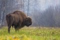 Впервые за 250 лет в Германии появился дикий европейский зубр - власти испугались и убили его Впервые за 250 лет в Германии появился дикий европейский зубр - власти испугались и убили его