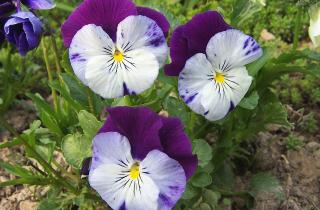 Нижний полив снижает риск загнивания фиалок — агрономы