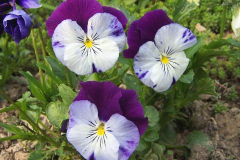 Нижний полив снижает риск загнивания фиалок — агрономы