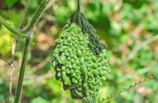 Огурдыню вырастили в средней полосе благодаря рассаде — агрономы