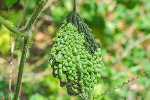 Огурдыню вырастили в средней полосе благодаря рассаде — агрономы