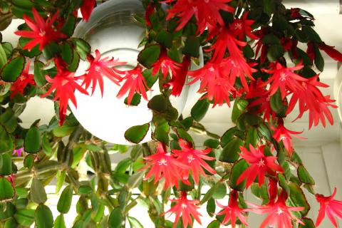 Ciclamino: рождественский кактус реагирует на длительность темноты