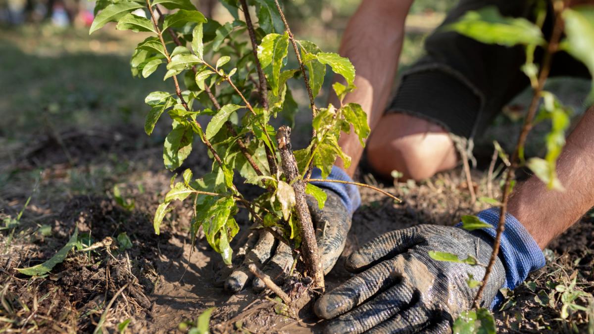 посадка дерева