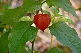 Физалис лучше растёт в глубоких ёмкостях — агрономы