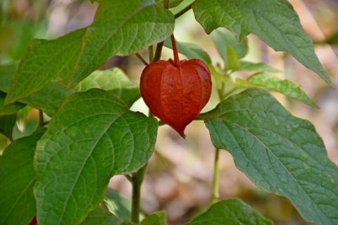 Физалис лучше растёт в глубоких ёмкостях — агрономы