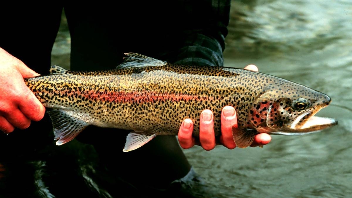 Радужная форель