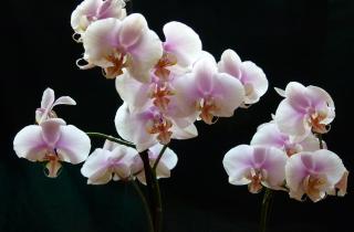 Настой из кожуры разводят кипяченой водой перед поливом — ПРО красивости