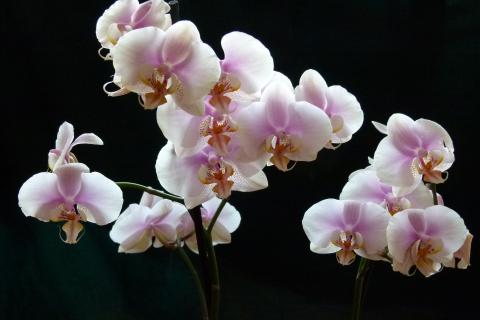 Орхидея