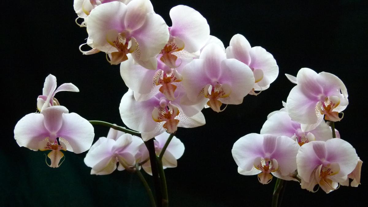 Орхидея