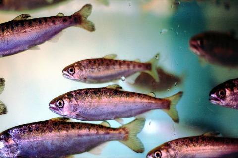 Жители Карелии выступили против рыбоводческих хозяйств — КарелИнформ