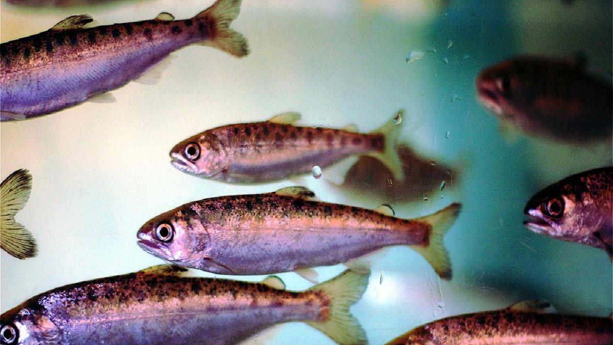 радужная форель