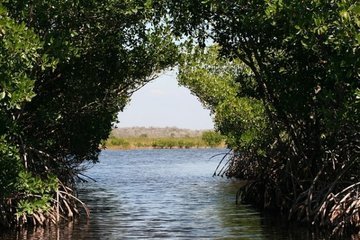 Мангровые леса могут помочь странам снизить выбросы углерода